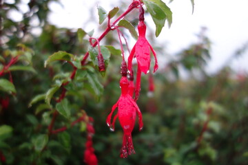 Fuchsia, rosa rote Pflanze, zwei Blüten, hängend draußen,  nach dem Regen, nass, Tag