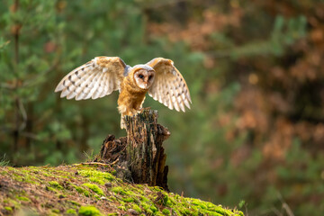 Barn owl sit on stump in autumn forest - Tyto alba