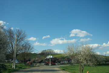 flowering tree and curve to the right in Bistrita, Romania
