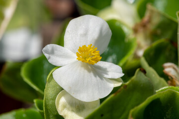 Obraz premium Macro shot of a white begonia flower