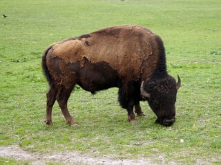 Bison grazing in the meadow