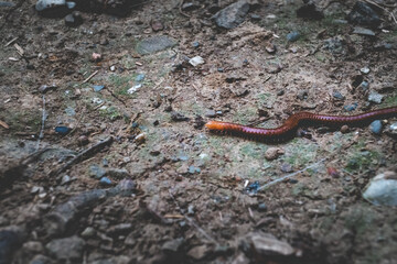 A red worm crawls across the ground