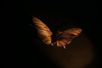 Sztuczny motyl w mroku, artificial butterfly in dark © Przemyslaw