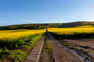 Looking along a Pathway in the South Downs, Surrounded by Canola/Oilseed Rape Crops © lemanieh
