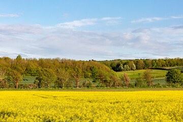 Vibrant Yellow Canola/Rapeseed Crops on a Sunny Spring Evening © lemanieh
