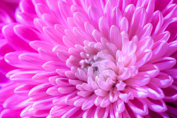 Close up white pink flower of Chrysanten with selective focus, Chrysanths are flowering plants of the genus Chrysanthemum in the family Asteraceae, Nature floral pattern texture background.