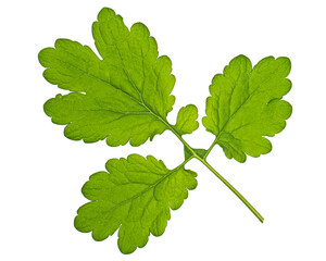 Green leaves of celandine, isolated on white background
