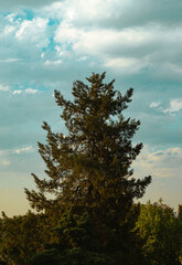 Obraz premium trees in the sky