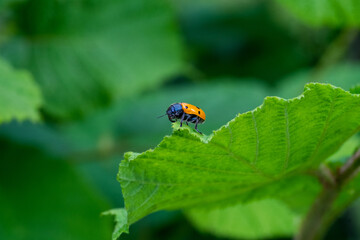 A ladybug on a leaf