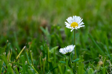 Two daisies in the meadow