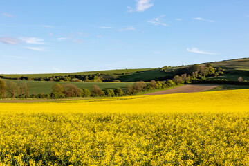 Vibrant Yellow Canola/Rapeseed Crops on a Sunny Spring Evening © lemanieh