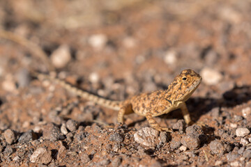 lizard in namibian kalahari dry landscape