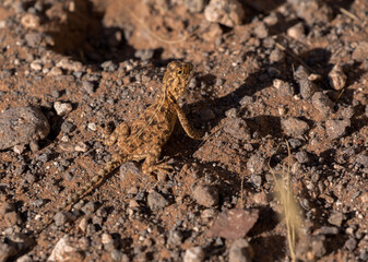 lizard in namibian kalahari dry landscape
