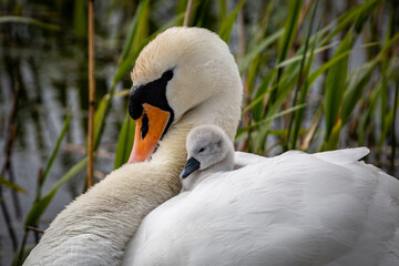 Obraz premium A Swan with a Cygnet Nuzzled Beneath her Feathers