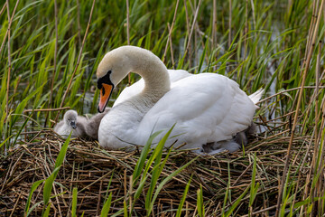 A Swan and Cygnets on a Nest, with Reeds in the Stream Surrounding