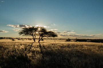 silhouette of acacia tree in sunset light in namibia kalahari desert - obrazy, fototapety, plakaty