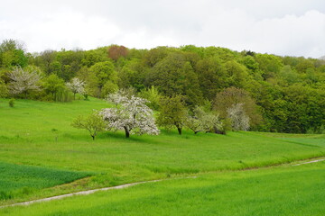 Blühende Obstbäume auf einem grünen Feld am Waldrand im Frühling bei Sonnenschein im Coburger Land