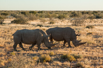 Fototapeta premium two white rhinos with large horns grazing in sunset light in namibia private game reserve