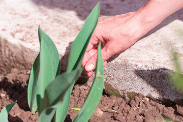 Blue sky and green foliage of trees with place for text (copy space).