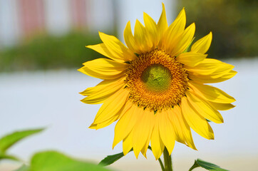 Closeup view of Sunflower, Sunflower natural background, Sunflower blooming, Sunflower field.