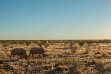 white rhino couple with large horns grazing in sunset light in namibian private game reserve