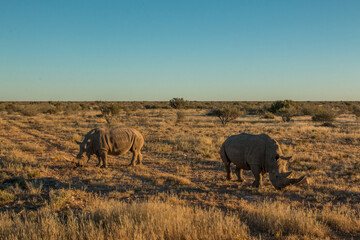 white rhino couple with large horns grazing in sunset light in namibian private game reserve