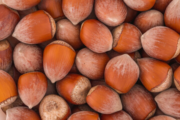 Hazelnuts close up photo. High resolution macro photo of hazelnuts. Food background.