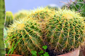 Beautiful Cactus green spike, cactus closeup, macro round cactus background, houseplant, useful for background.