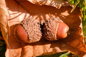 Brown acorn on leaf in autumn
