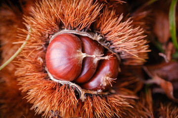 Sweet chestnut fruit in autumn