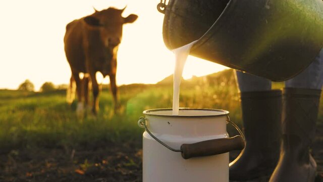 Fresh milk concept. Woman pours milk into can at sunset. Young female farmer is pouring a fresh milk to filling a can on a dairy farm. Farmer pours milk into can, in the background of redhead cow.