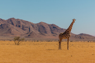 lone giraffe standing in typcial namibian landscape in namib naukluft park during selfdrive april...