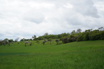Fototapeta na wymiar Grünes Feld im Frühling mit blühenden Obstbäumen im Coburger Land