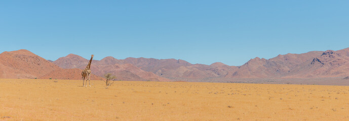 panorama of giraffe standing in desert landscape in namib naukluft park during selfdrive april 2021 © Miguel