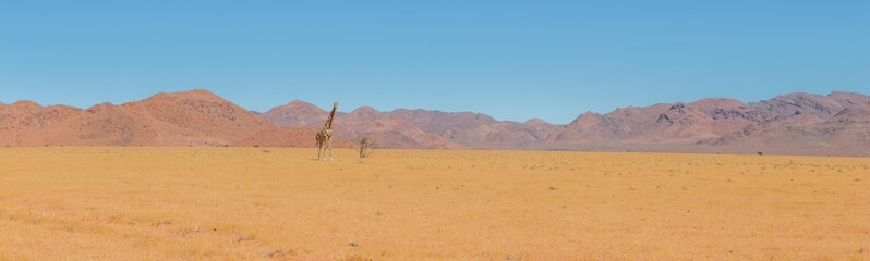 Giraffe in savannah desert close to Sossusvlei national park in namibia