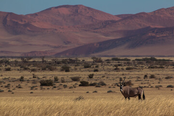oryx antelope in sossusvlei during 2021 self drive in beautiful light setting