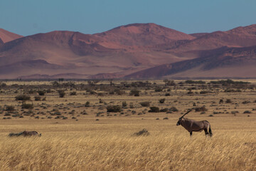 single oryx antelope in sossusvlei landscape during 2021 self drive in beautiful light setting