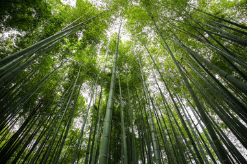 Fototapeta na wymiar Arashiyama bamboo forest in Kyoto, Japan. Looking up through the green bamboo grove.