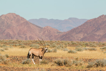 single oryx antelope in sossusvlei landscape during 2021 self drive in beautiful light setting