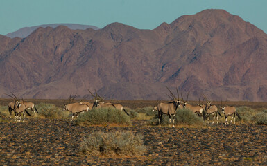 group of oryx in namibia in april 2021 sossusvlei typcial setting