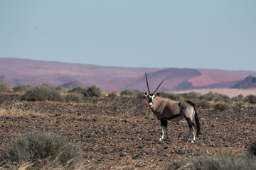 Fototapeta premium single oryx antelope in sossusvlei landscape during 2021 self drive in beautiful light setting