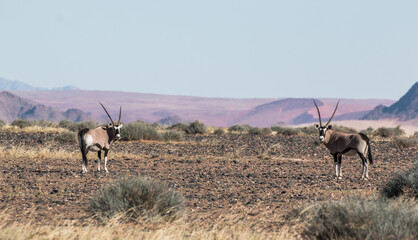 group of oryx in namibia in april 2021 sossusvlei typcial setting