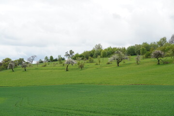 Obstbl&uuml;te im Fr&uuml;hling im Coburger Land