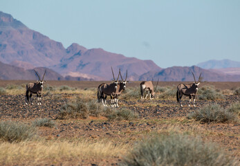 Naklejka na ściany i meble group of oryx in namibia in april 2021 sossusvlei typcial setting