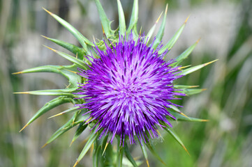 flor de cardo