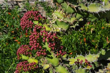 red and green plants