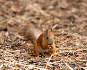 squirrel eating nut