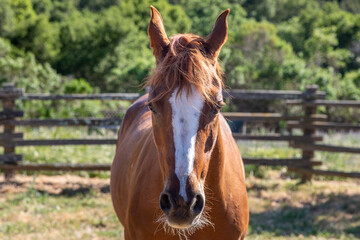 Russet Colored Arabian Mare Horse With a White Blaze, Closeup of Head and Shoulders