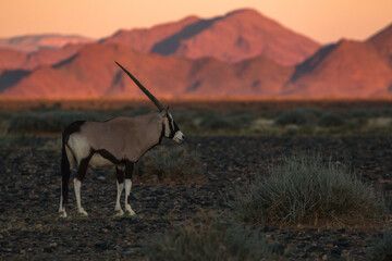 single oryx antelope in sossusvlei landscape during 2021 self drive in beautiful light setting
