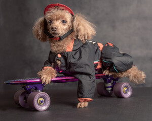 toy poodle dog in a tracksuit on a skateboard